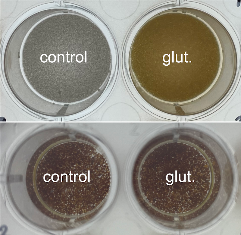 Lactase Stabilization with Glutaraldehyde